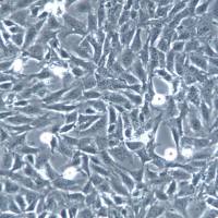 SV40-MES-13细胞、SV40-MES-13细胞株、SV40-MES-13细胞系