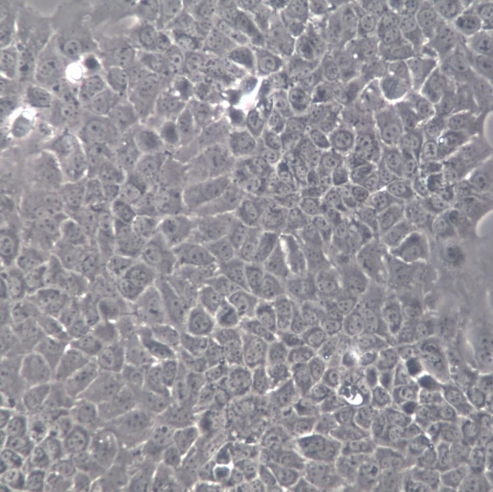AML12细胞、AML12细胞株、AML12细胞系