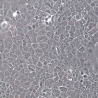 AML12细胞、AML12细胞株、AML12细胞系