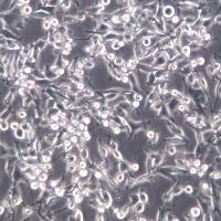 MC-38、MC38细胞、MC-38、MC38细胞株、MC-38、MC38细胞系