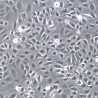 IMCD3细胞、IMCD3细胞株、IMCD3细胞系