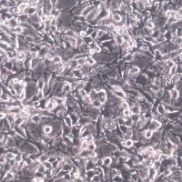 K7M2 wt细胞、K7M2 wt细胞株、K7M2 wt细胞系