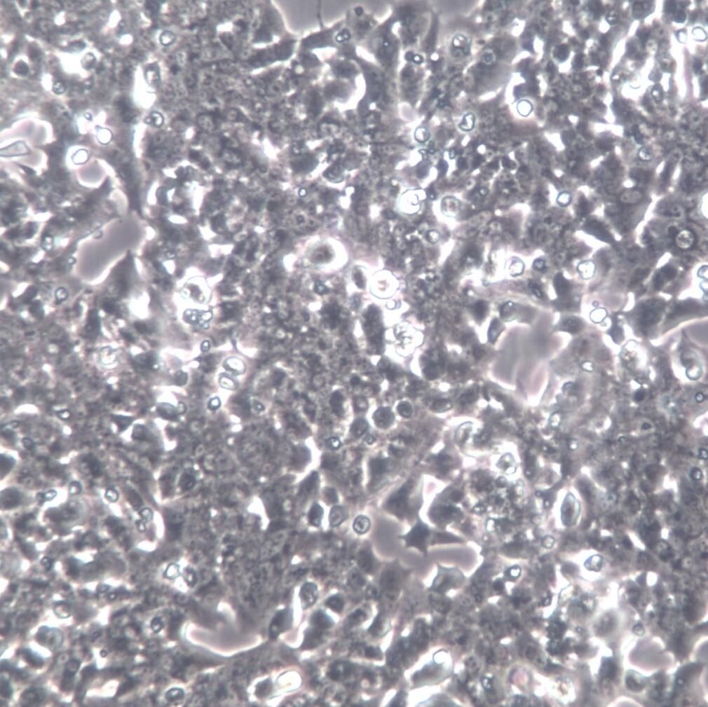 Min6细胞、Min6细胞株、Min6细胞系