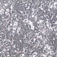 Min6细胞、Min6细胞株、Min6细胞系