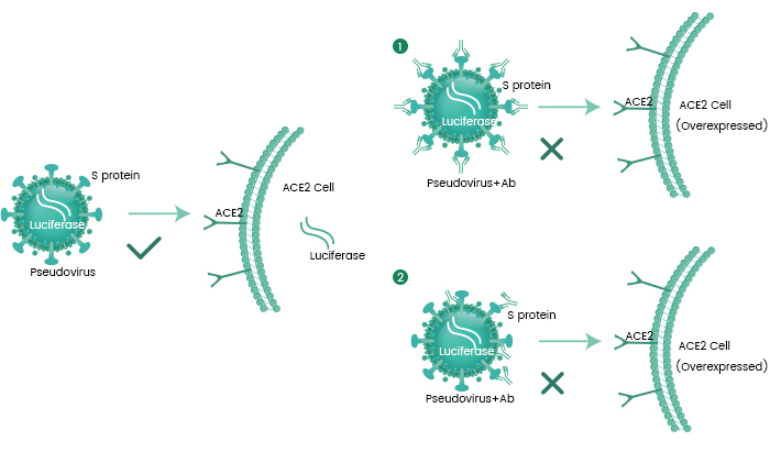 SARS-CoV-2 Spike假病毒|新冠病毒 2019-nCoV 假病毒
