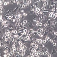 DH82细胞株、DH82细胞、DH82细胞系