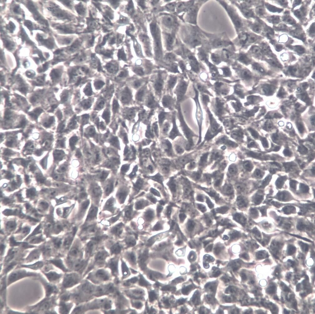 HSC-T6大鼠肝星形细胞、HSC-T6细胞系、HSC-T6细胞