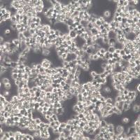 J774A.1细胞、J774A.1细胞株、J774A.1细胞系