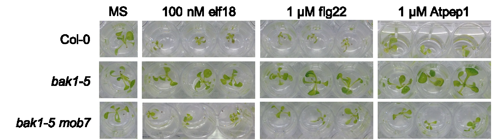 Flg22, Flagellin Fragment
