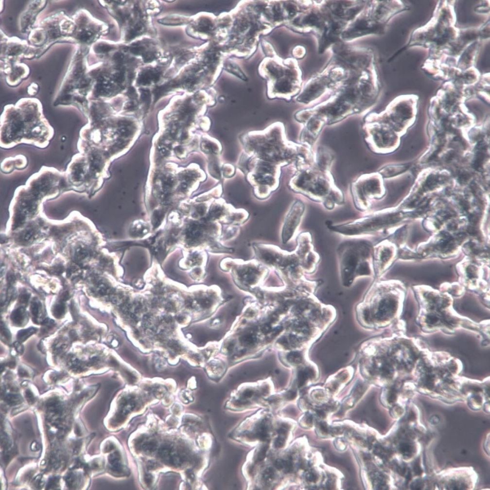 VCaP 细胞、VCaP 细胞系、VCaP 前列腺癌细胞