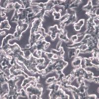 VCaP 细胞、VCaP 细胞系、VCaP 前列腺癌细胞