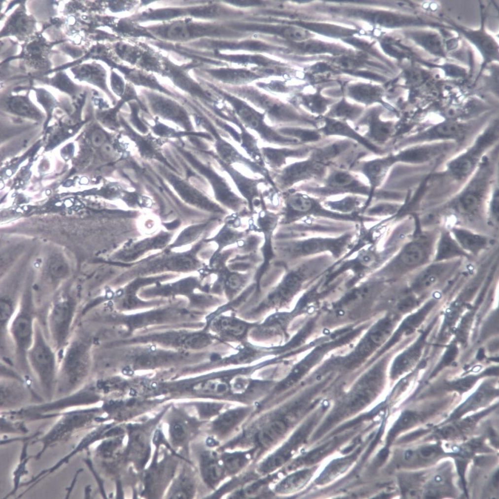 BEND3细胞、小鼠脑微血管内皮细胞株;bend.3、BEND3