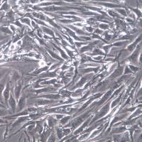 BEND3细胞、小鼠脑微血管内皮细胞株；bend.3、BEND3