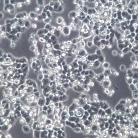 GH3细胞系、GH3大鼠垂体瘤细胞、GH3