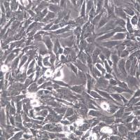 C2C12细胞、C2C12细胞株、C2C12细胞系