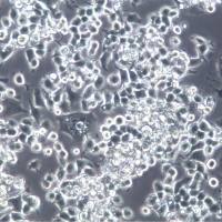 Neuro-2a [N2a]细胞、Neuro-2a [N2a]细胞株、Neuro-2a [N2a]细胞系