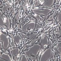 PC-12细胞、PC12大鼠肾上腺嗜铬细胞瘤细胞(高分化)、PC-12高分化细胞系