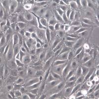 LLC-PK1细胞系、LLC-PK1细胞、LLC-PK1 猪肾细胞       