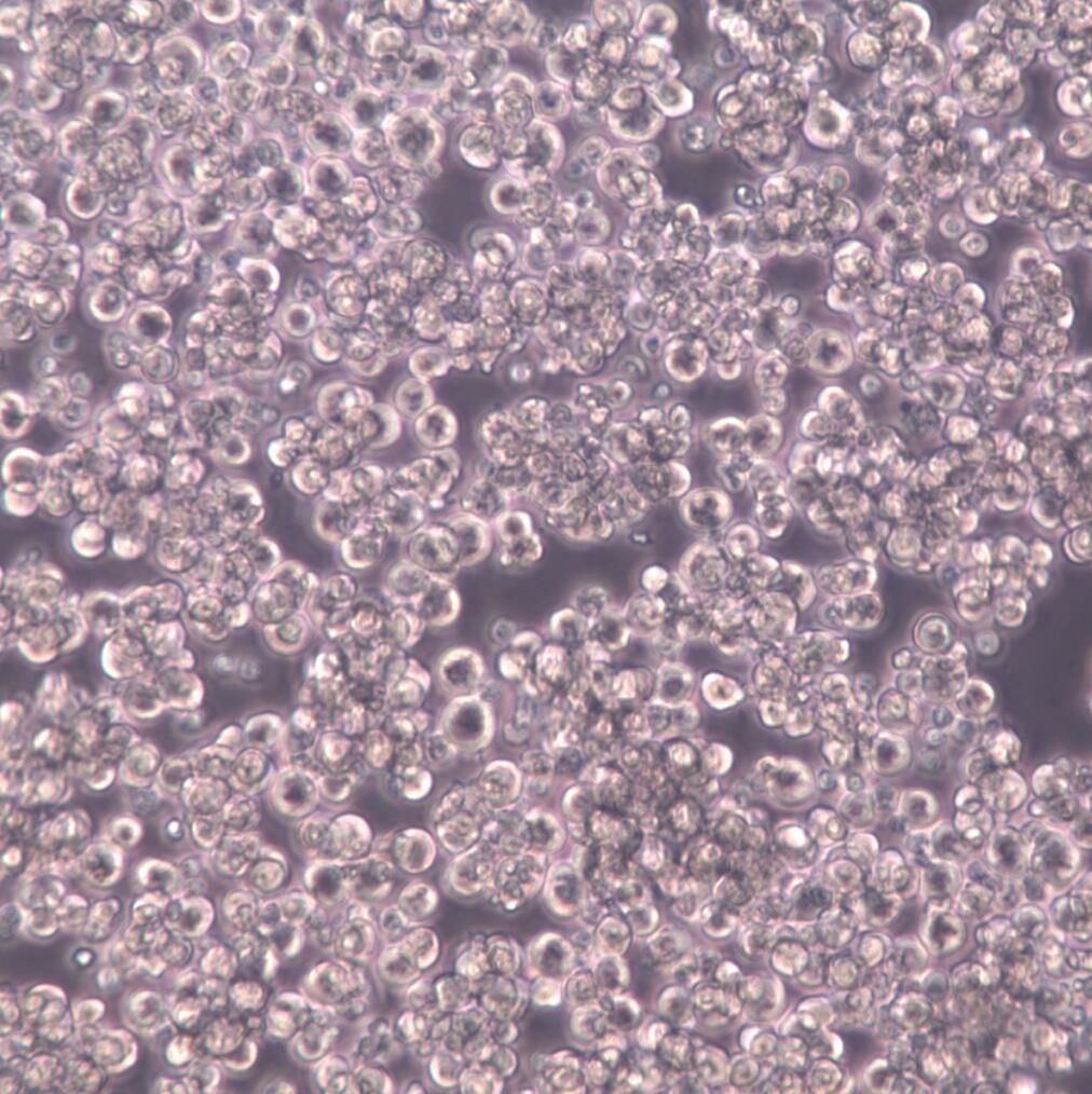 MPC-11细胞、MPC-11细胞株、MPC-11细胞系