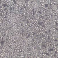 L1210细胞、L1210细胞株、L1210细胞系