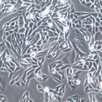 CHO-K1细胞、CHO-K1细胞株、CHO-K1细胞系