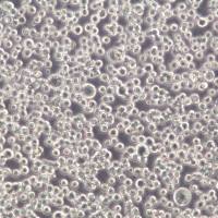 CTLL-2细胞系、CTLL-2细胞、CTLL-2小鼠T淋巴细胞