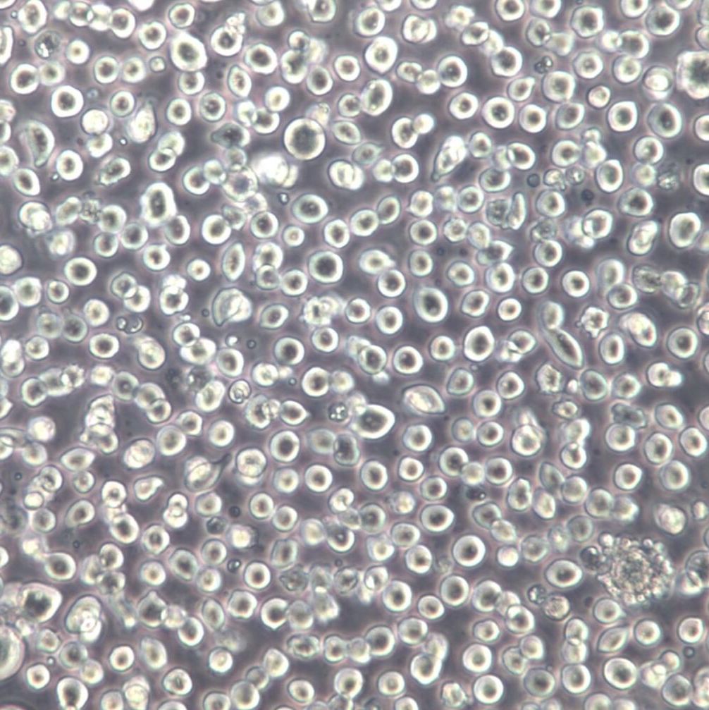 TF-1 细胞、TF-1 细胞系、TF-1 红系白血病细胞