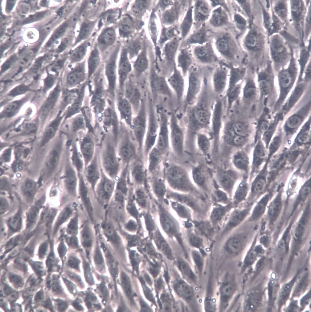 SVEC4-10细胞、SVEC4-10细胞株、SVEC4-10细胞系