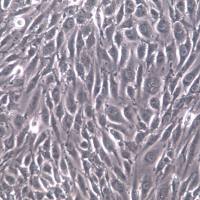 SVEC4-10细胞、SVEC4-10细胞株、SVEC4-10细胞系