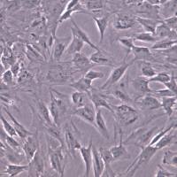 PT-K75；猪鼻甲黏膜成纤维细胞、PT-K75细胞、PTK75