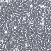 RM-1(RM1)细胞、RM-1(RM1)细胞株、RM-1(RM1)细胞系