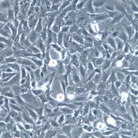 SV40 MES 13细胞、SV40 MES 13细胞株、SV40 MES 13细胞系