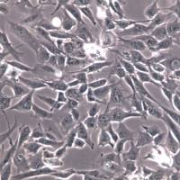 WPMY-1 细胞、WPMY-1 细胞系、WPMY-1 正常前列腺基质永生化细胞