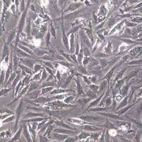 UMNSAH/DF-1细胞株、UMNSAH/DF-1细胞、UMNSAH/DF-1鸡胚胎成纤维细胞