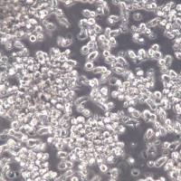 T2(174×CEM.T2)细胞 T2细胞、T2(174×CEM.T2)细胞