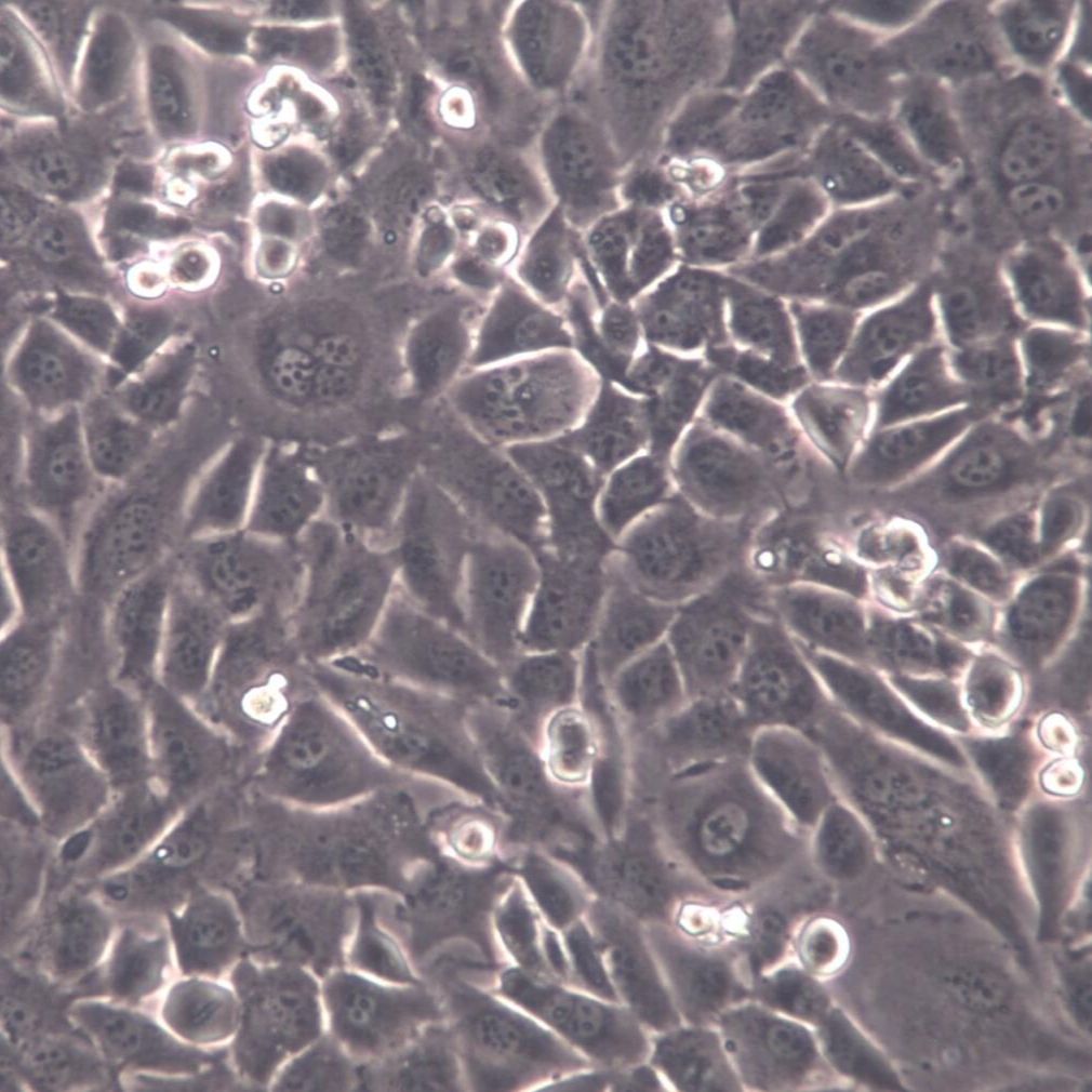 GC-1 spg细胞、GC-1 spg细胞株、GC-1 spg细胞系