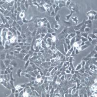 MLE-12细胞、MLE-12细胞株、MLE-12细胞系