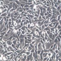 GL261细胞、GL261细胞株、GL261细胞系