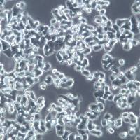 SW48 细胞系、SW48 细胞、SW48 结肠腺癌细胞