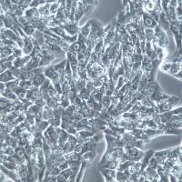 MLTC-1细胞、MLTC-1细胞株、MLTC-1细胞系