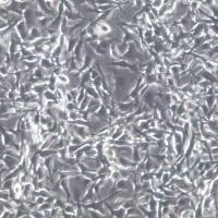 B16-F10细胞、B16-F10细胞株、B16-F10细胞系