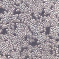 P3/NSI/1-Ag4-1 [NS-1]细胞、P3/NSI/1-Ag4-1 [NS-1]细胞株、P3/NSI/1-Ag4-1 [NS-1]细胞系