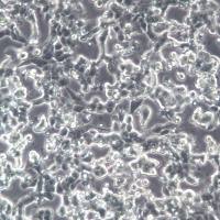 3LL细胞、3LL、3LL细胞