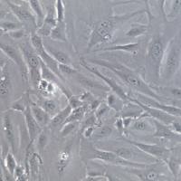 sw1353细胞系、SW-1353；SW1353细胞