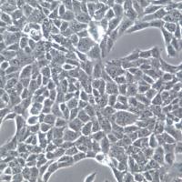 TM3细胞、TM3细胞株、TM3细胞系