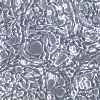 C8-D1A细胞、C8-D1A细胞株、C8-D1A细胞系