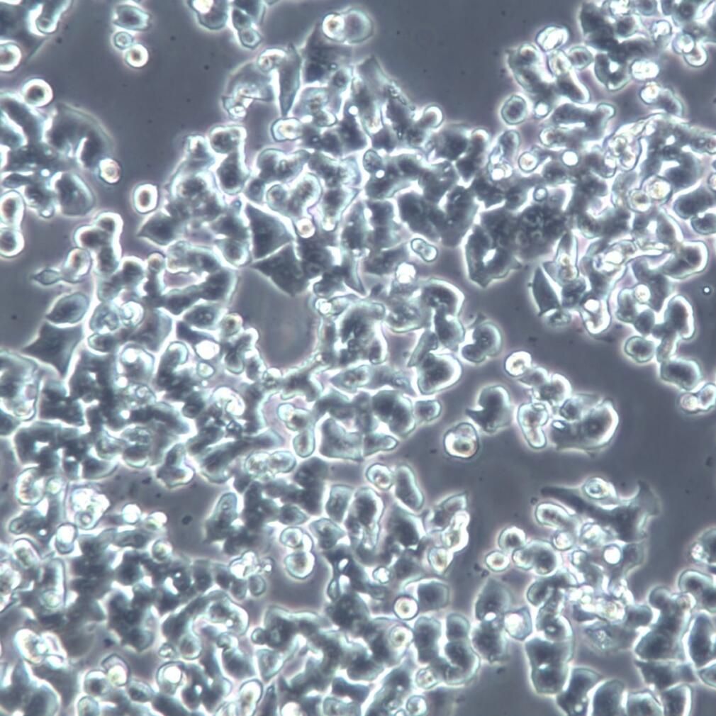 SW48细胞  SW48细胞系 SW48细胞