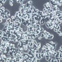 SW48细胞  SW48细胞系 SW48细胞