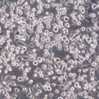 NCTC1469细胞、NCTC1469细胞株、NCTC1469细胞系