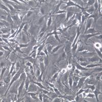 MC3T3-E1小鼠胚胎成骨细胞前体细胞;MC3T3-E1